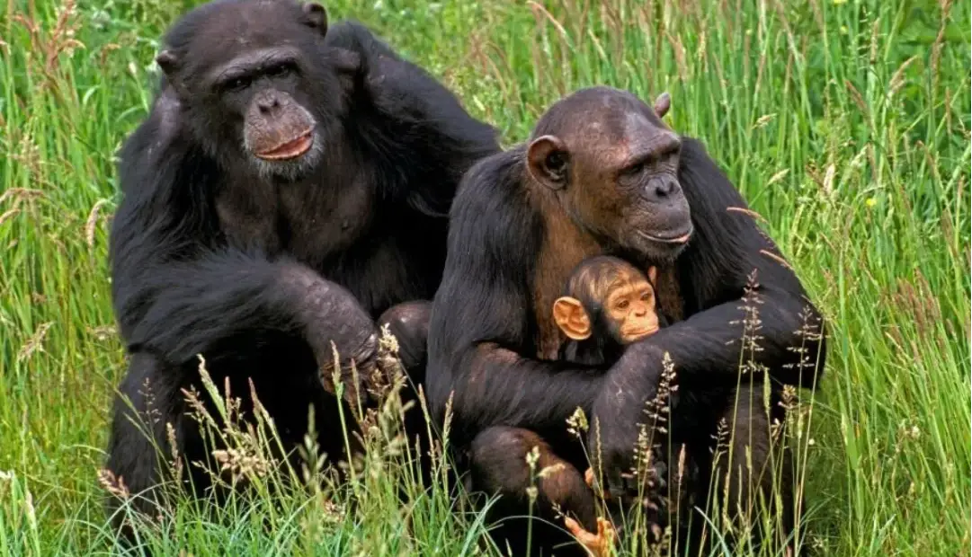شامپانزه‌ها می‌توانند پس از مشاهده شواهد جدید، باورهایشان را تغییر دهند؛ شما چطور؟