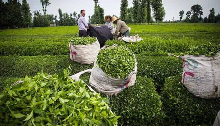 پرداخت تسهیلات کم‌بهره به چای‌کاران آغاز شد