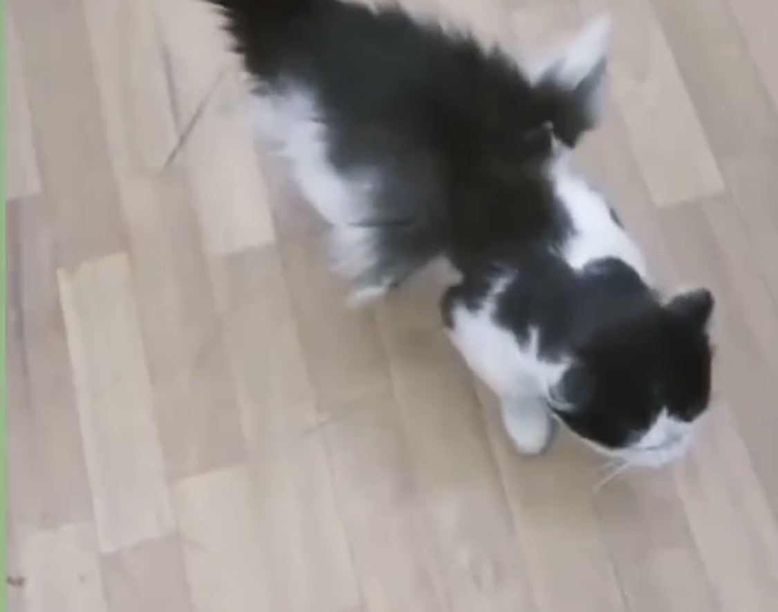 گربه بالدار در کرمان خبرساز شد