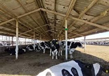 هشدار تب برفکی دام در کرمان