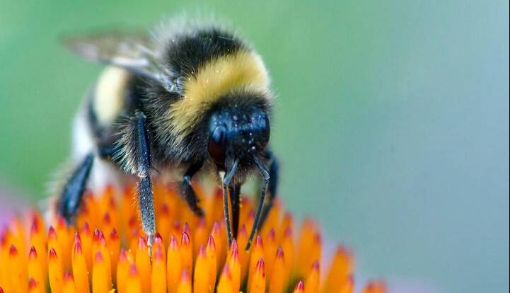 زنبورها می‌توانند خواندن «کد مورس» را یاد بگیرند