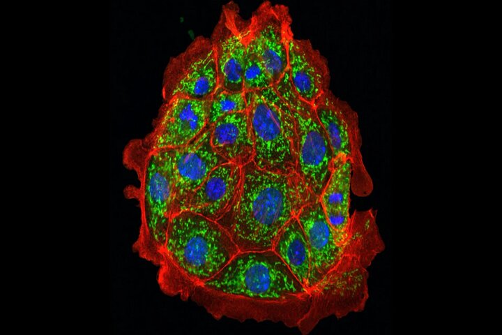 دانشمندان آسیب کلیوی را در موش‌ها معکوس کردند