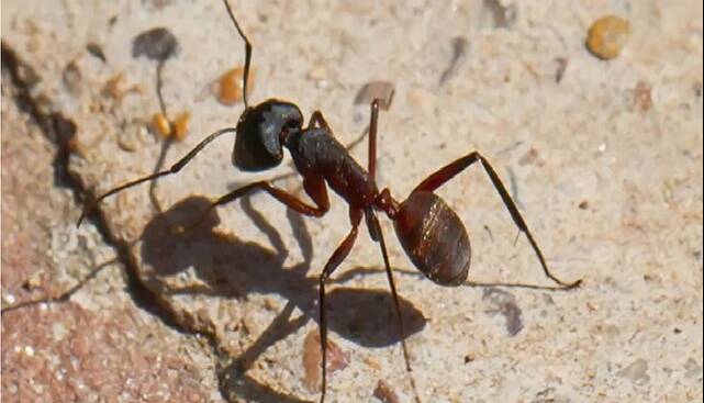 مغز جدید ربات‌ها با الهام از پرندگان و مورچه‌ها برای مسیریابی بدون GPS