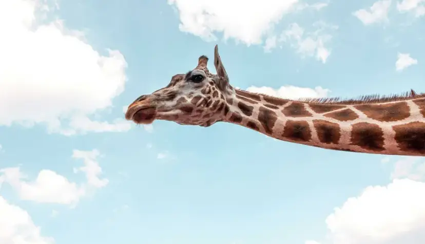 چرا زرافه‌ها علاوه بر گردن، پاهای بسیار بلند نیز دارند؟