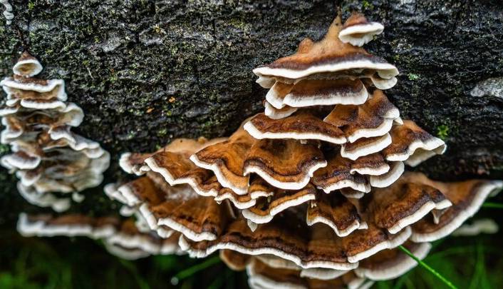 راه‌حلی پایدار برای جایگزینی پلاستیک‌های یک‌بار مصرف