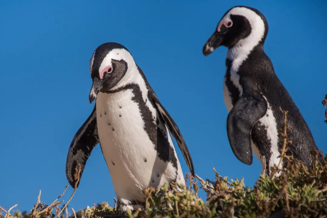 کشتی‌های ماهیگیری پنگوئن‌های آفریقایی را به لبه انقراض رسانده‌اند