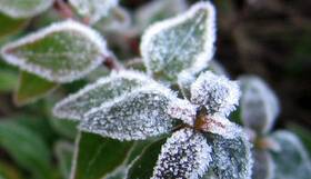 هشدار هواشناسی استان کرمان برای یخبندان شبانه و سرمازدگی محصولات کشاورزی