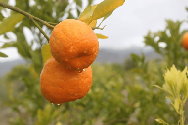 آغاز برداشت نارنگی از باغ‌های جنوب کرمان