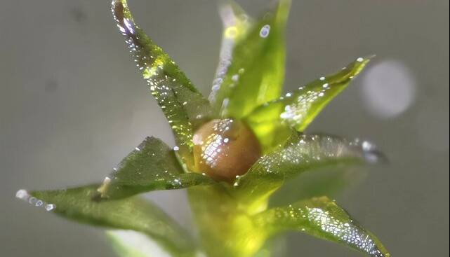 خزه‌هایی که ۹ ماه در فضا زنده ماندند!