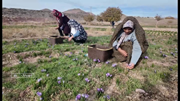 طلای زرد شهربابک در بازار