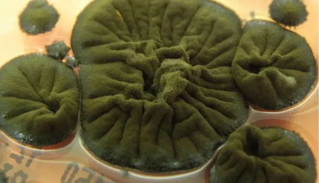 راز سرسخت‌ترین بازمانده چرنوبیل؛ قارچی که از تشعشعات تغذیه می‌کند