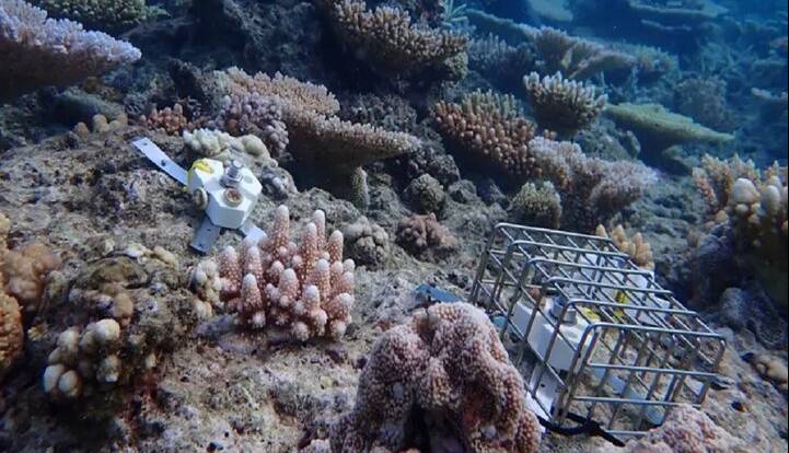 فناوری، ناجی مرجان‌های دریایی می‌شود