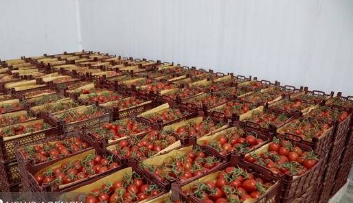 جهش ۴۳ درصدی قیمت گوجه فرنگی در آبان ۱۴۰۴