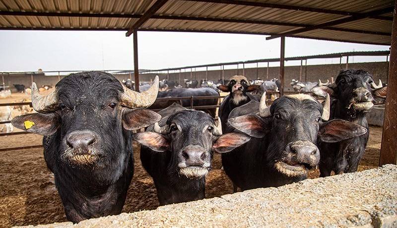 صدور مجوز واردات گوشت گاومیش از هند با قیمت ۴.۵ یورو