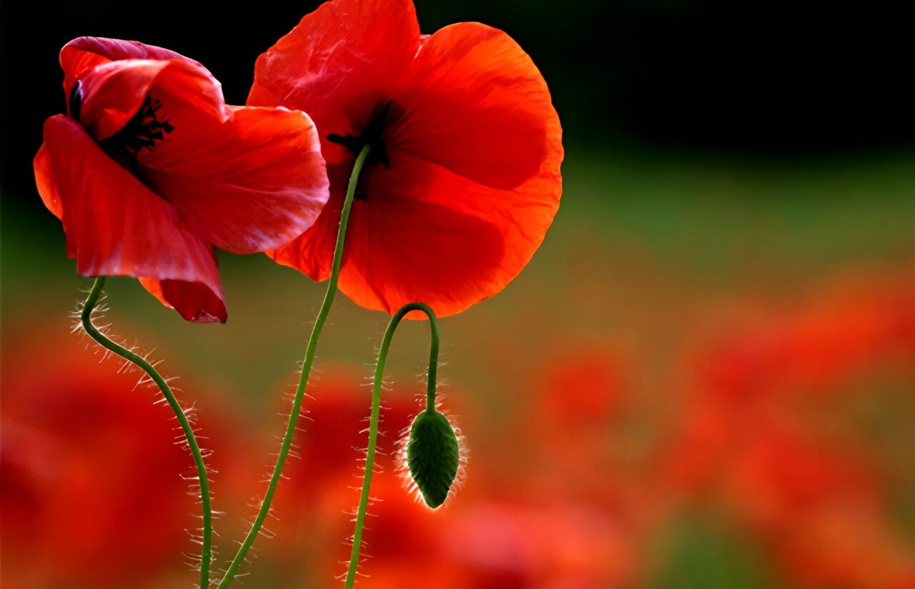 شقایق اولیفرا توانایی‌ تامین ۹۰ درصد مواد اولیه دارویی را دارد؛ نیازی به کشت خشخاش نیست