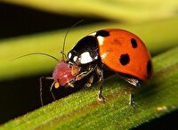 مانوری بر ای دفع افات در فهرج‌