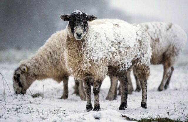 هشدار دامپزشکی به دامداران رابری