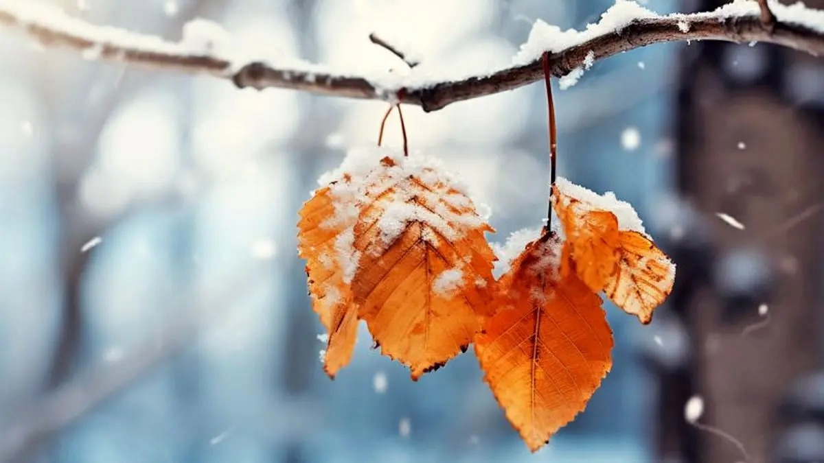 آغاز بارش برف در شهر کرمان