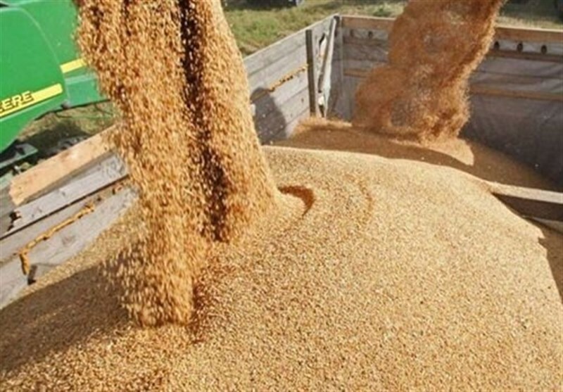 تأمین اضطراری ۵۰۰ تن جو برای مقابله با کمبود خوراک دام در جنوب کرمان