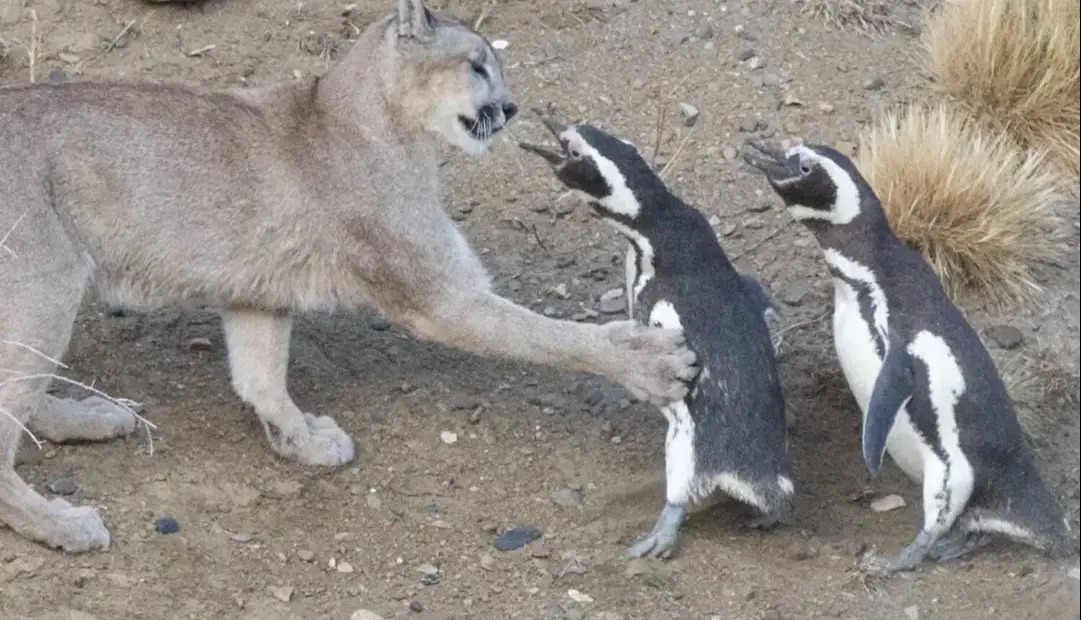 احیای پوما در پاتاگونیا نتیجه‌ای غیرمنتظره داشت؛ حالا پنگوئن‌ها درمعرض تهدید قرار گرفته‌اند
