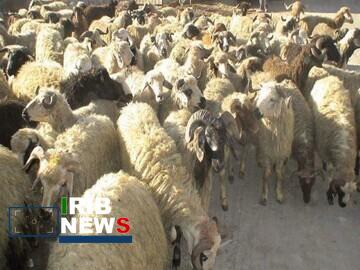 ناکامی قاچاقچیان احشام در شهربابک