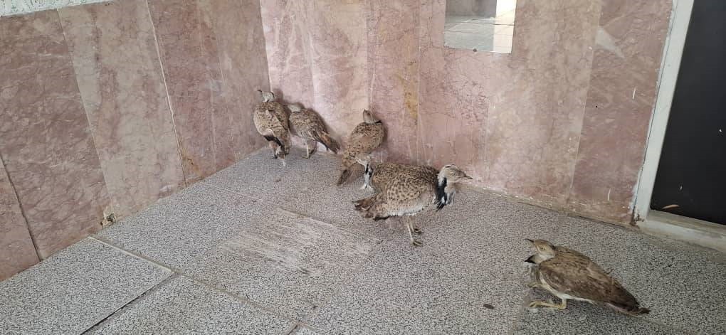 توقیف خودروی حامل پرندگان قاچاق در جنوب کرمان