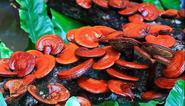 یک قارچ سنتی برای سلامت و رفع پوکی استخوان