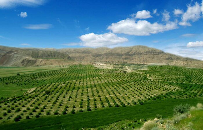 جیرفت قطب کشاورزی جنوب کشور و آماده گسترش همکاری‌های تجاری است