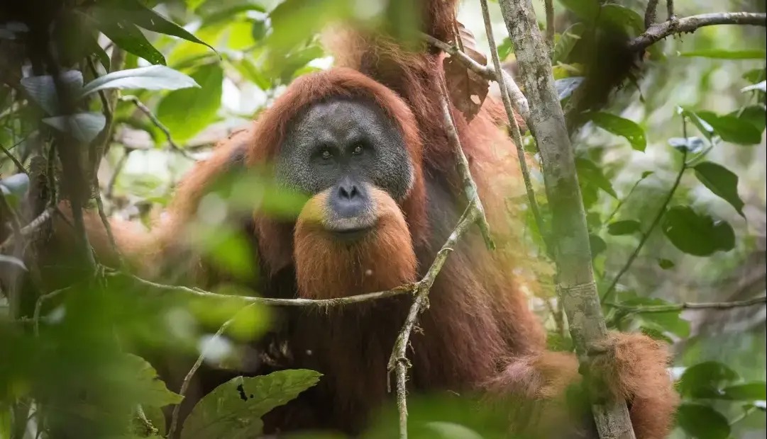 کمیاب‌ترین میمون بی‌دم دنیا یک قدم به انقراض نزدیک‌تر شد