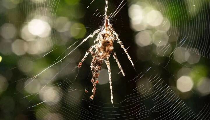 این عنکبوت‌ نسخه‌ جعلی خودش را می‌بافد