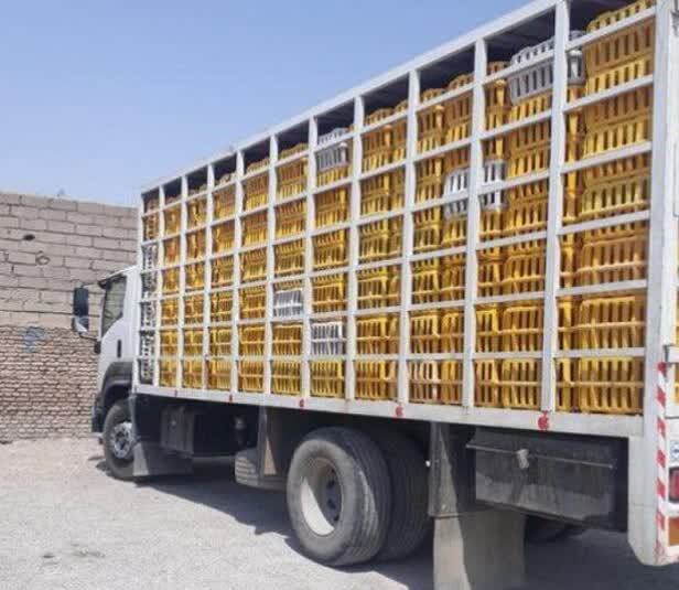 کشف ۵ تن مرغ زنده فاقد مجوز در رفسنجان