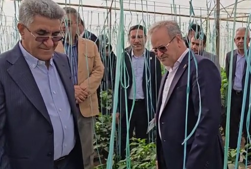 مهار آفت سرخرطومی خرما با یافته‌های علمی