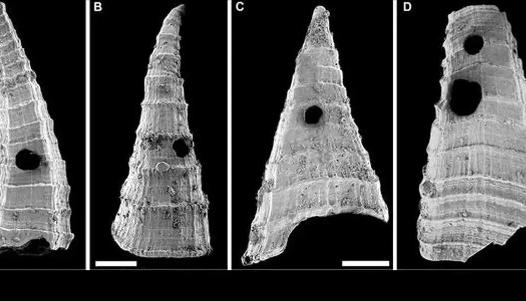 راز سوراخ‌ فسیل‌های ۵۰۰ میلیون‌ ساله چیست؟