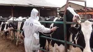 اجرای واکسیناسیون تب برفکی در بافت