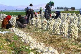 پیگیری تسهیل صادرات و خرید تضمینی محصولات کشاورزی در کرمان