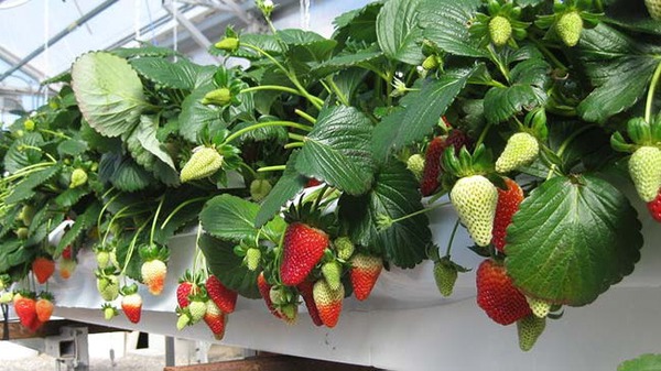 پیش‌بینی تولید بیش از ۵۵۰ هزار تن محصولات گلخانه‌ای در جنوب کرمان