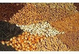 توزیع ۸۰ هزار تن نهاده دامی سالانه در کرمان