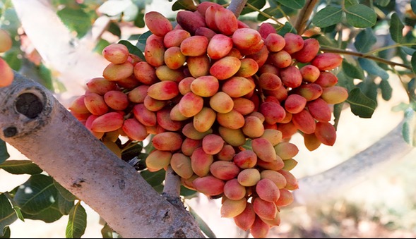 از صادرات ۲۰ هزار تن پسته تا صدور ۴۰۰۰ سند تک برگ در رفسنجان