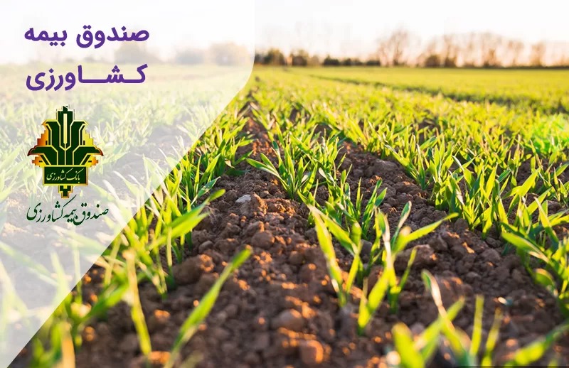 تعیین سقف اعتبارات صندوق بیمه محصولات کشاورزی