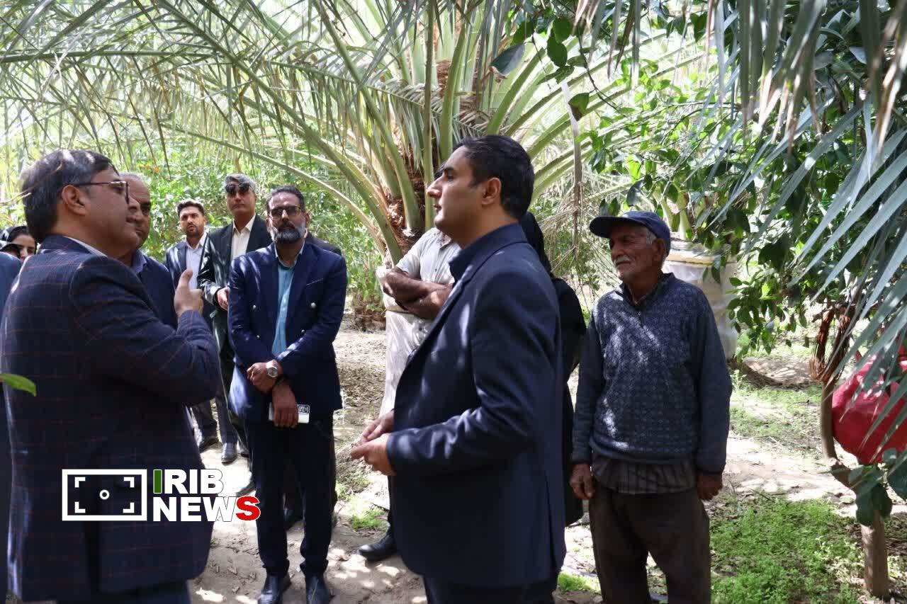 مقابله با آفت سوسک سرخرطومی حنایی در عنبرآباد