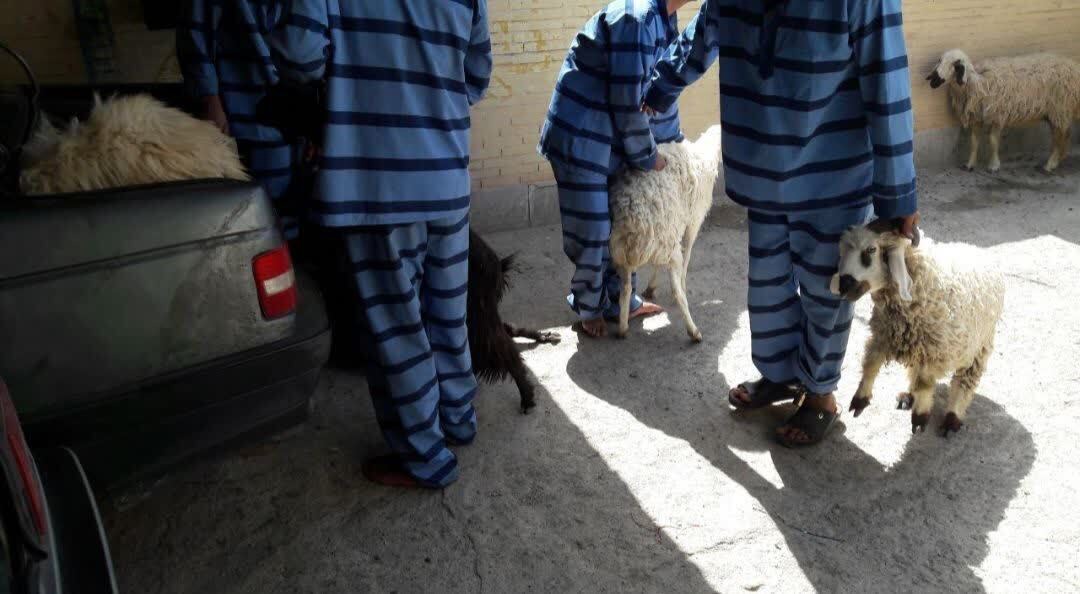 انهدام باند سرقت احشام در بم