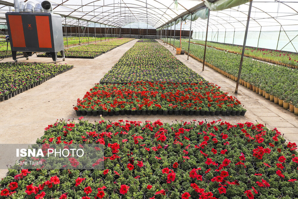 افتتاح بزرگ‌ترین گلخانه سلولزی جنوب‌شرق در کرمان/گام بلند شهرداری برای خودکفایی