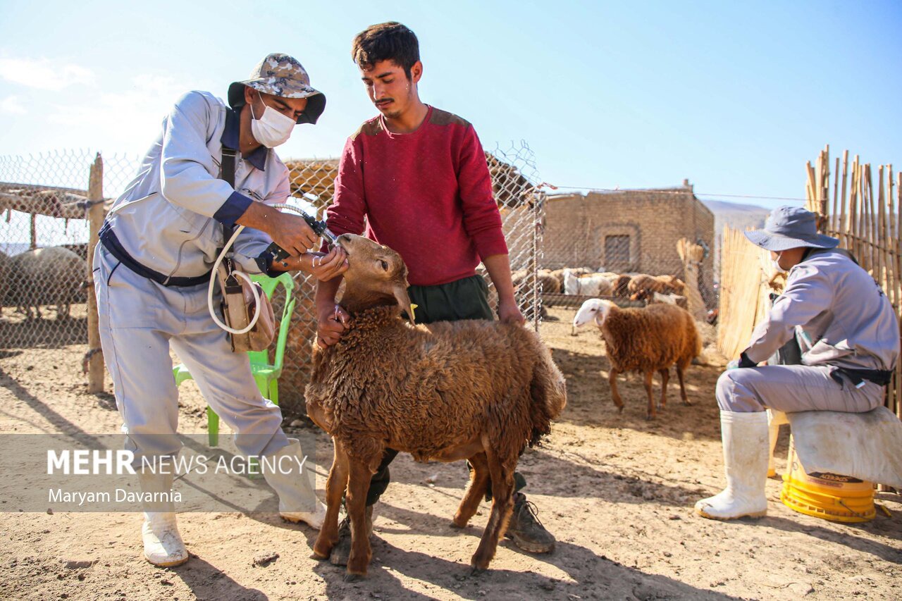 آغاز واکسیناسیون رایگان دام‌ های شهرستان بم علیه بیماری تب برفکی