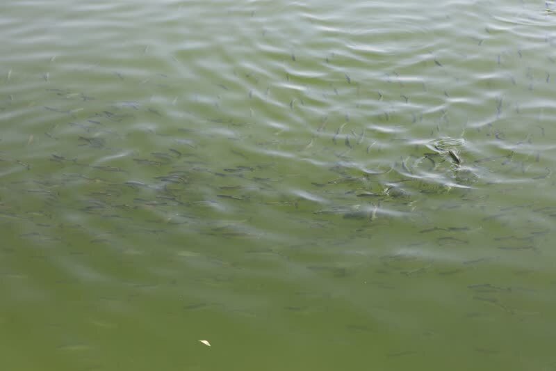 ظرفیت تولید ۱۵۰ تن ماهی در مجموعه بنیاد تعاون کرمان