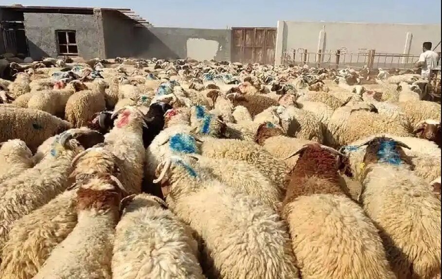 ضرب‌الاجل دادستان بم برای ساماندهی عرضه دام زنده