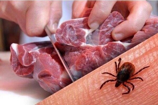 افزایش دمای هوا در فهرج؛ زنگ خطر شیوع تب کنگو به صدا درآمد