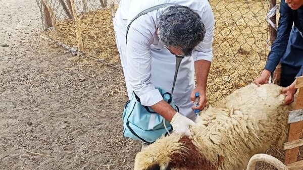 آغاز واکسیناسیون رایگان ۹۰ هزار رأس دام سبک در زرند
