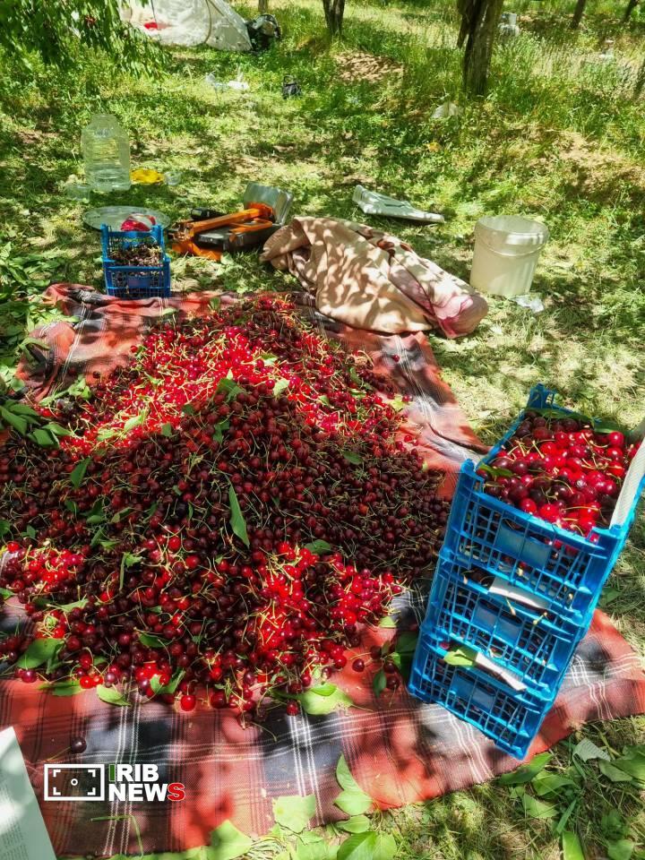 کرمان رصد