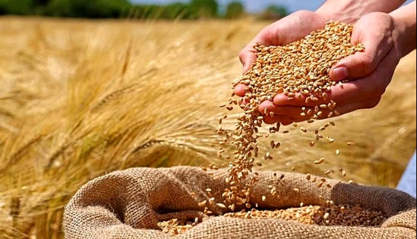 گندمکاران جنوب کرمان در انتظار تحقق وعده مسؤولان