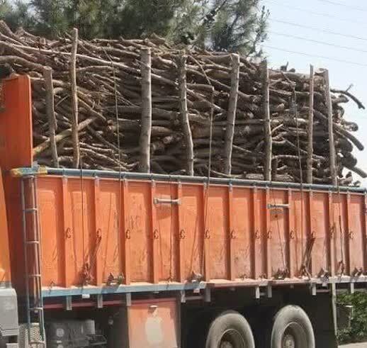 کشف و توقیف کامیون حامل ۲۰ تن چوب قاچاق در رودبار جنوب